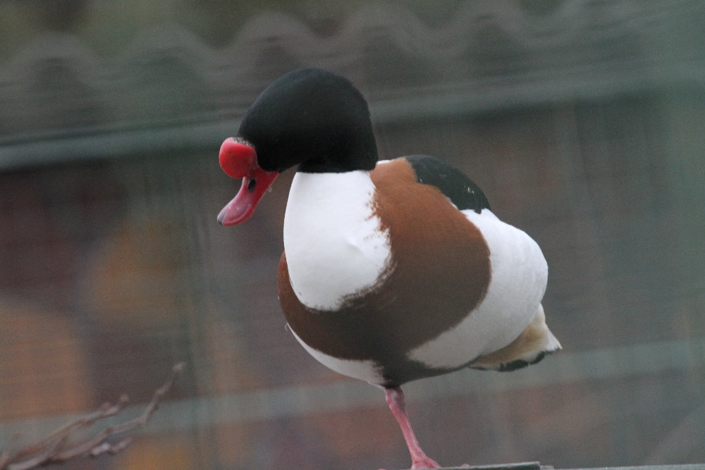 name ? ( Mashhad Zoo)