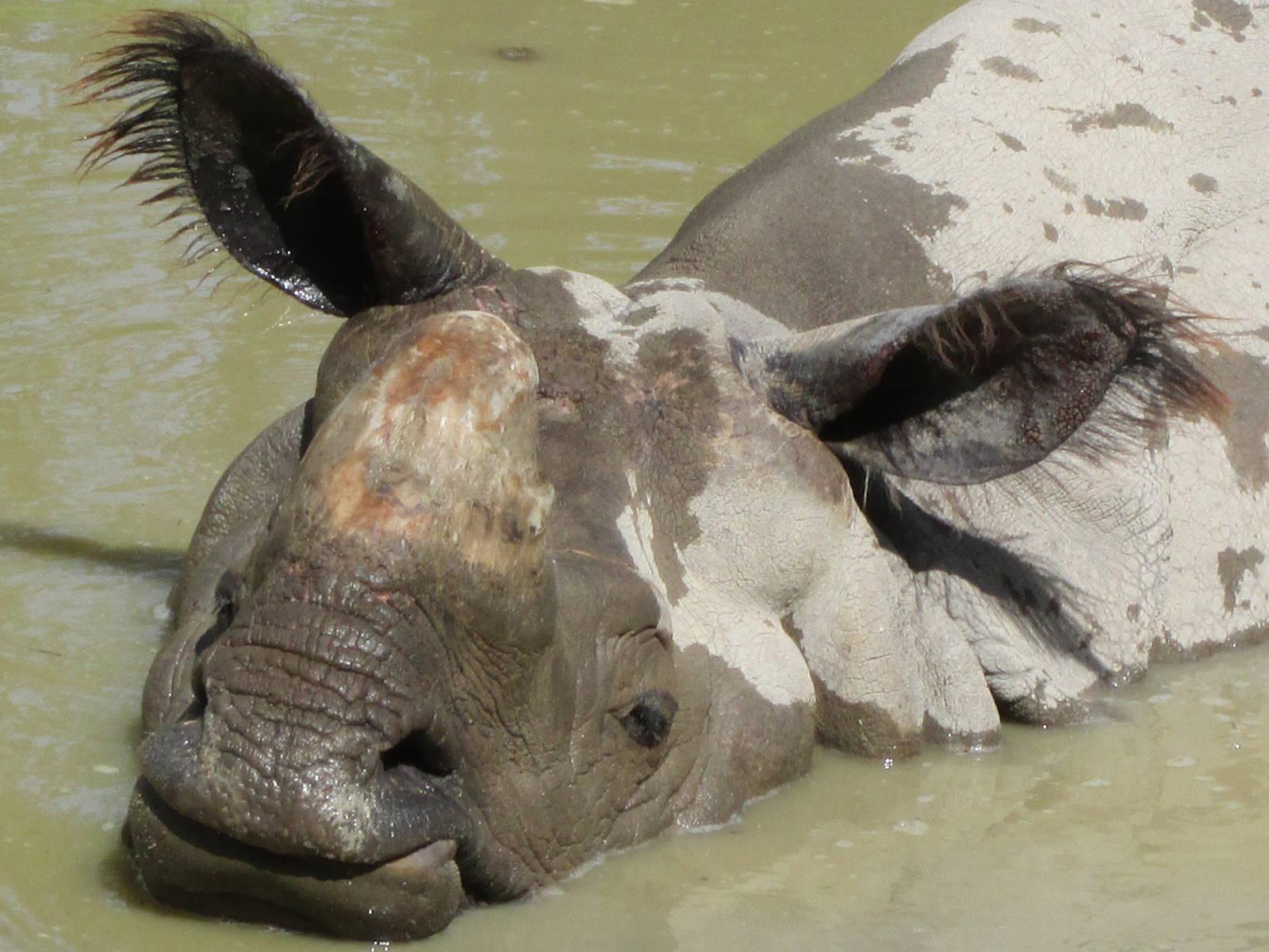 Name of this particular rhino?