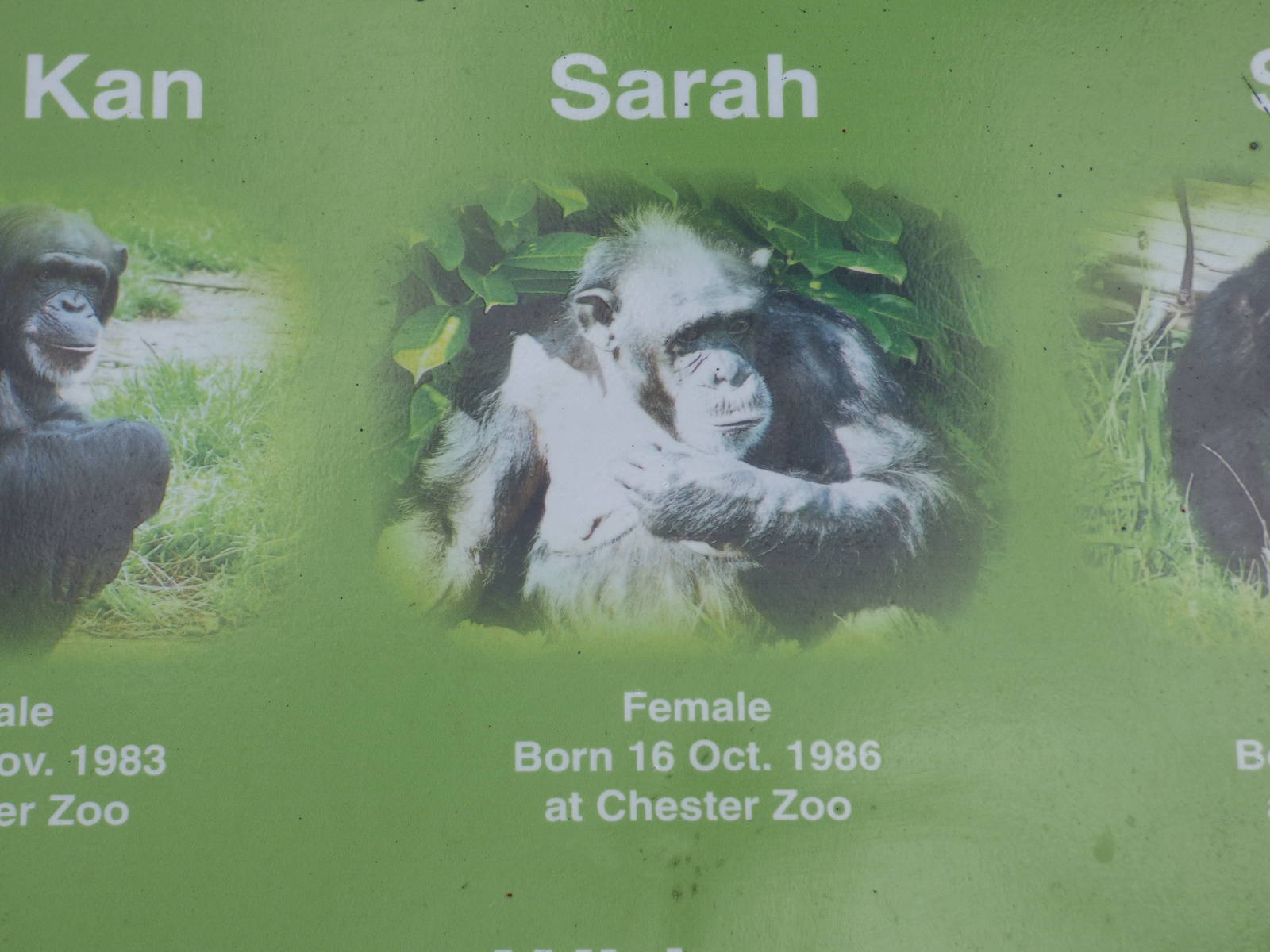 Name Signage Outside Chimpanzee Enclosure