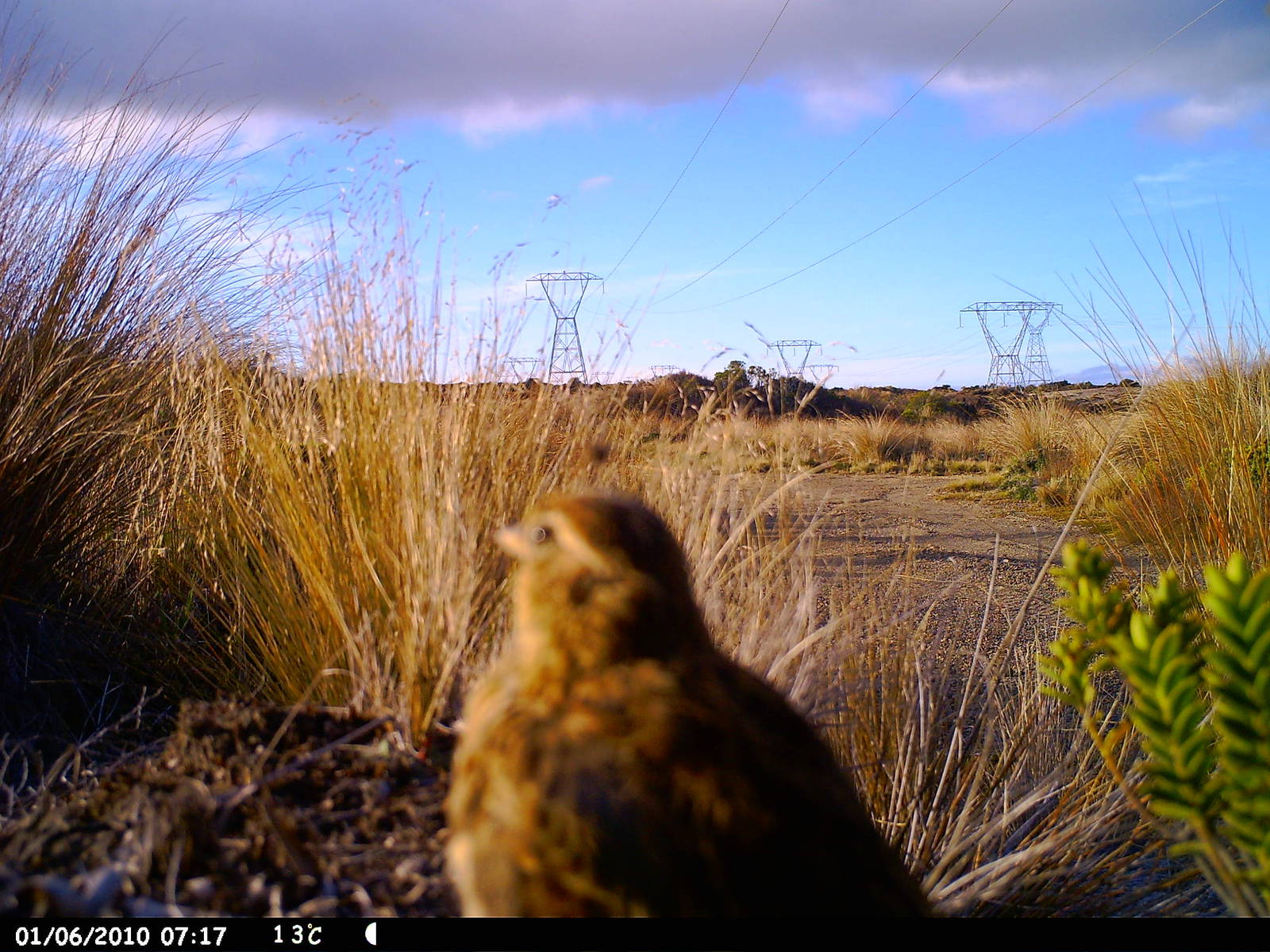 NAME THAT BIRRRRRRD! - Rangipo Desert, 2011.