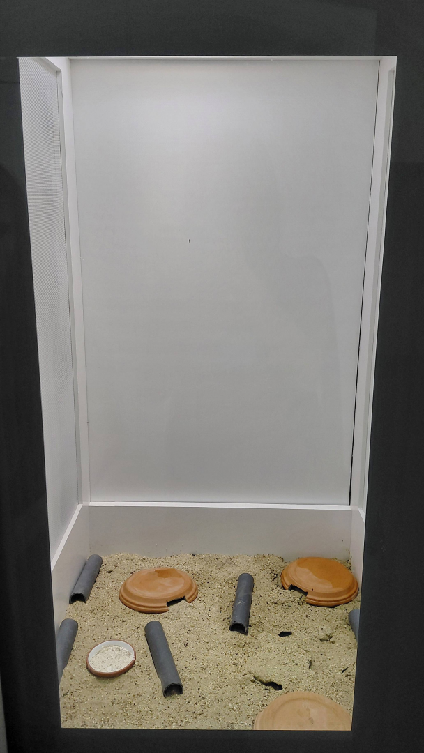 Namib chirping gecko exhibit