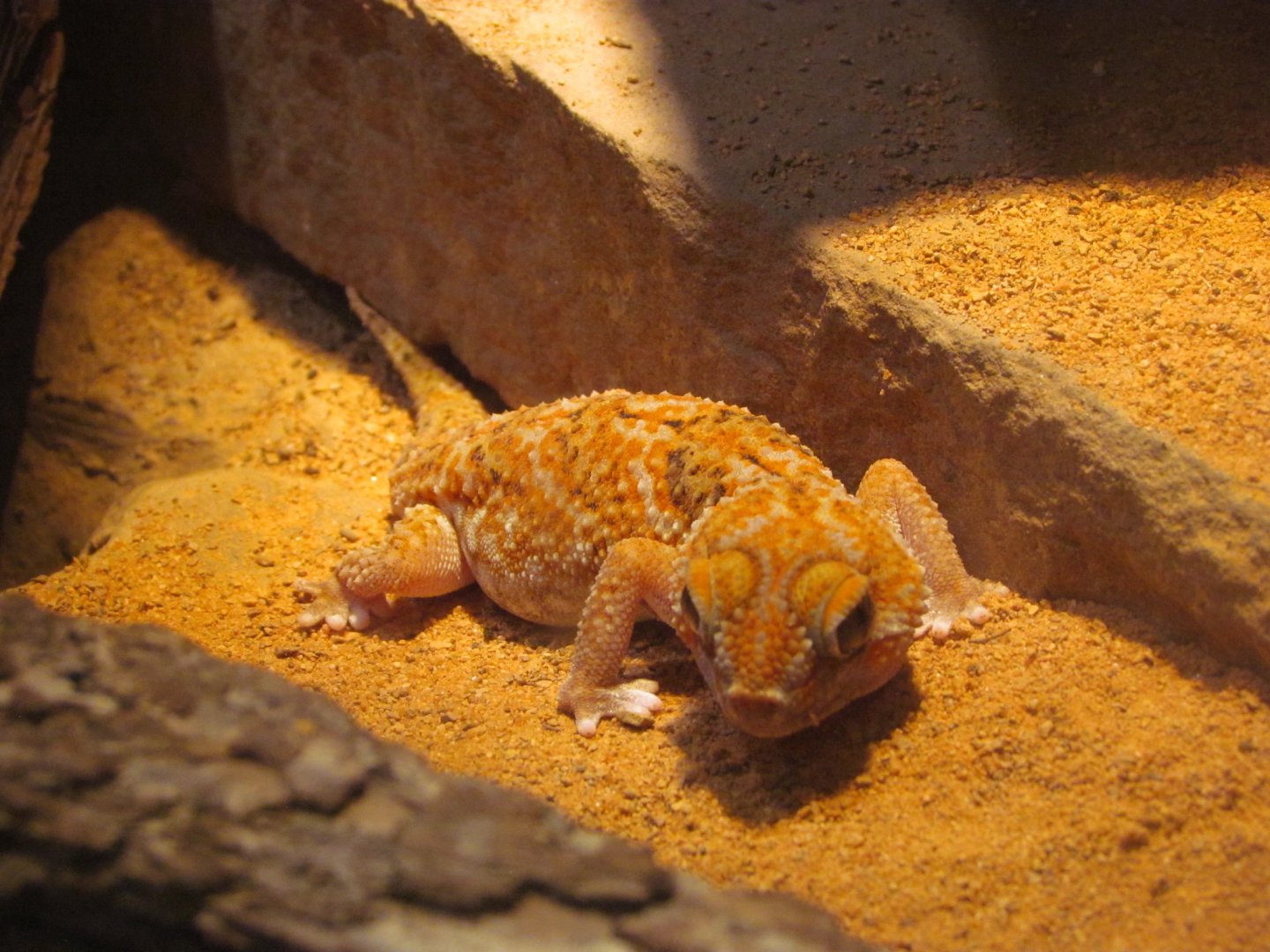 Namib Giant Ground Gecko (Chondrodactylus angulifer)