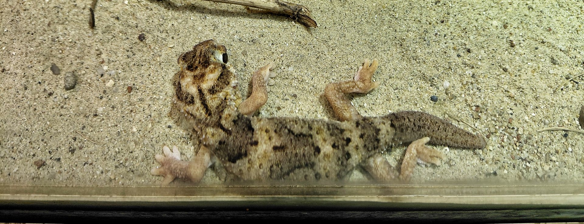 Namib giant ground gecko