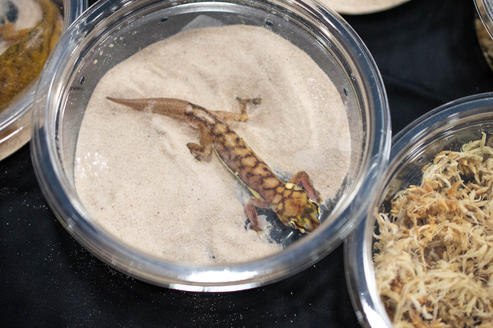 Namib Ground Gecko- Pachydactylus rangei