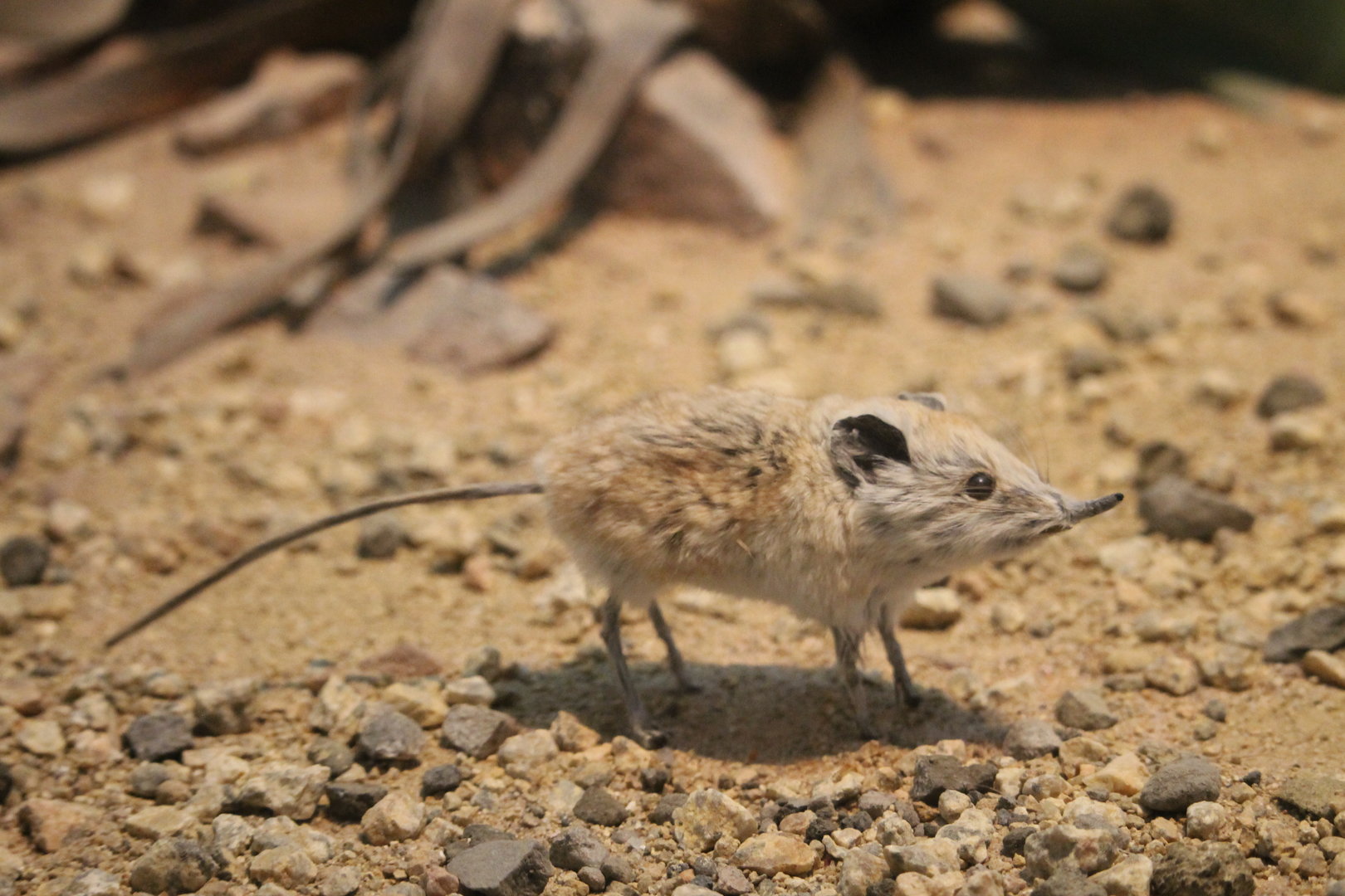 Namib round eared sengi