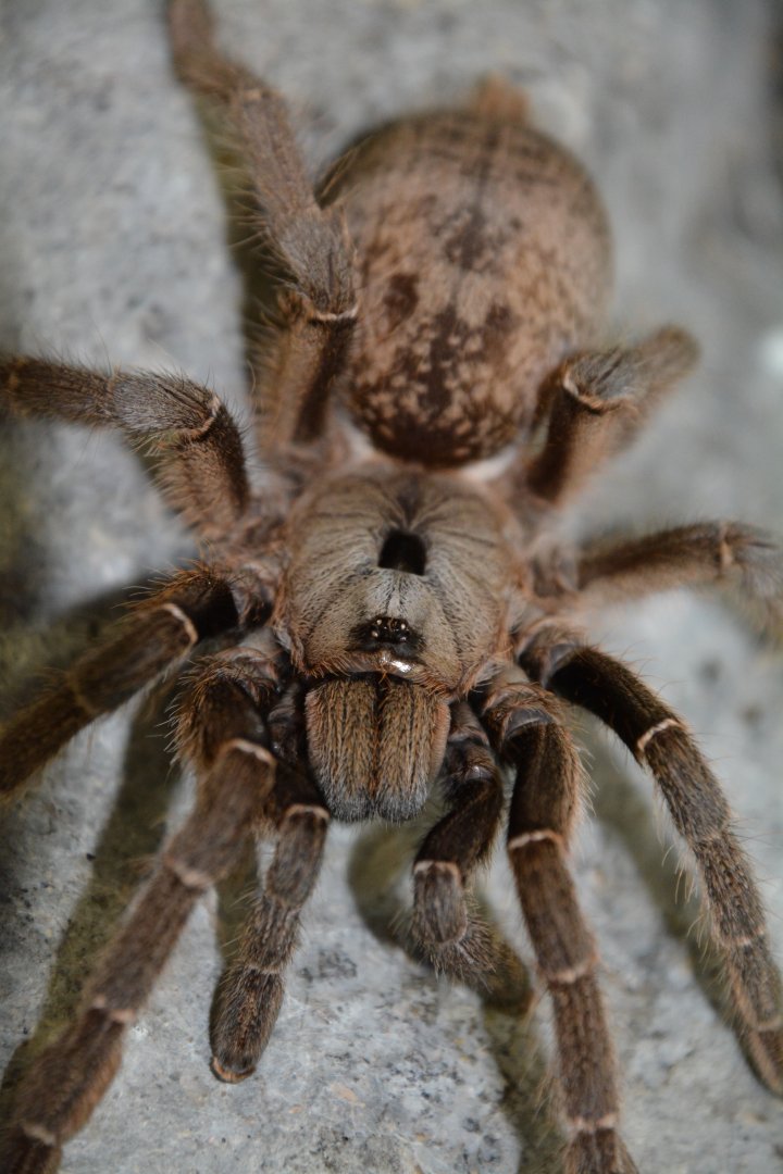 Namibian horned baboon tarantula (Ceratogyrus sanderi)