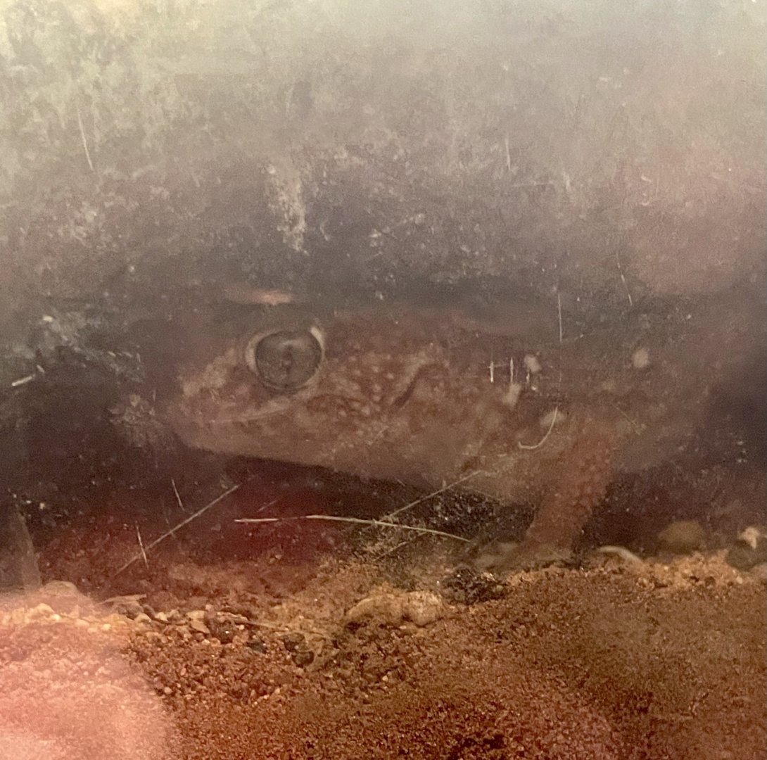 Namibian Sand Gecko