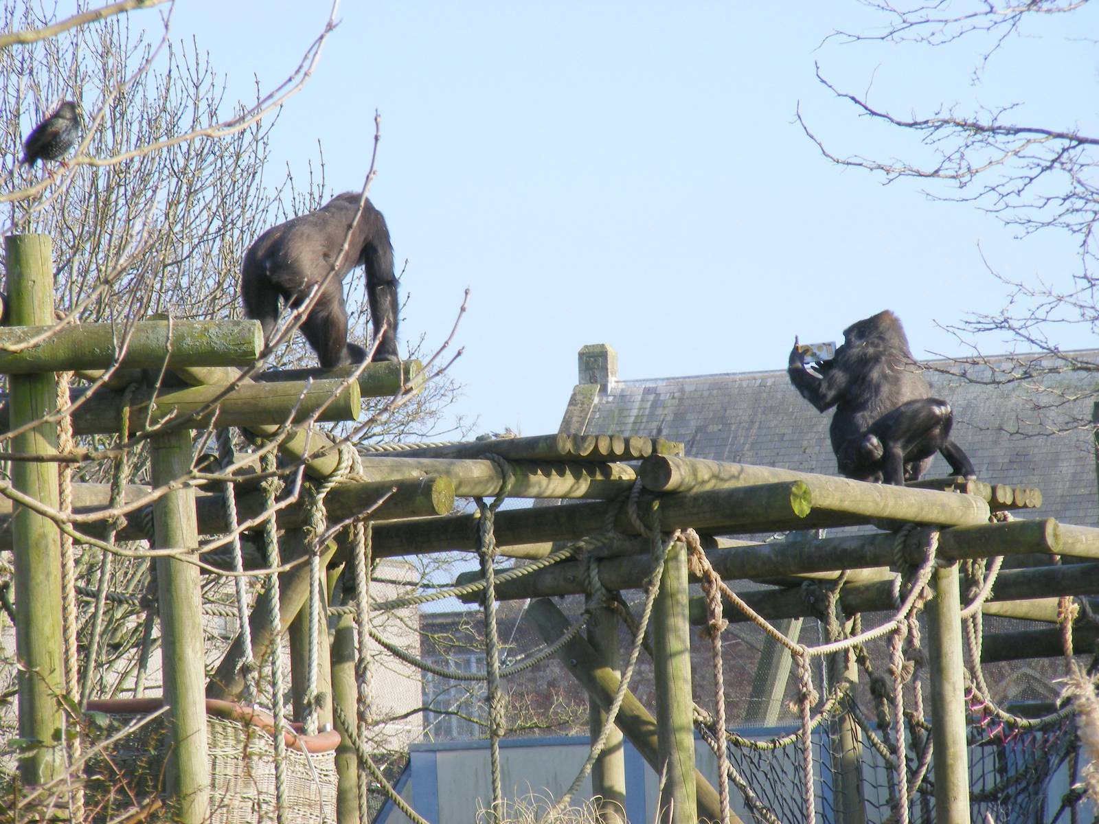 Namoki, Salome and Komale the gorillas at Bristol Zoo, 6 March 2011