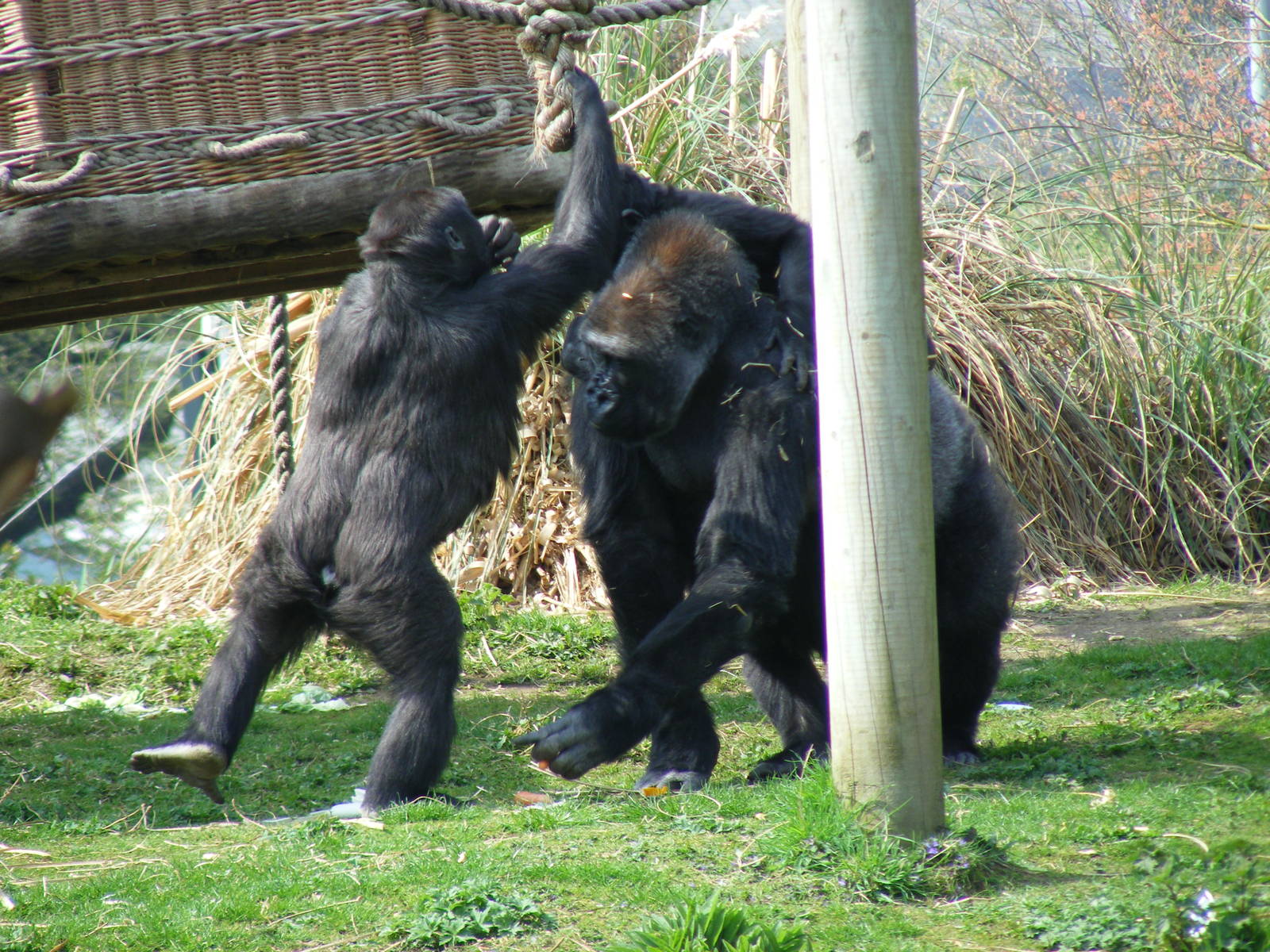 Namoki, Salome and Komale the Gorillas on Gorilla Island at Bristol Zoo, 12