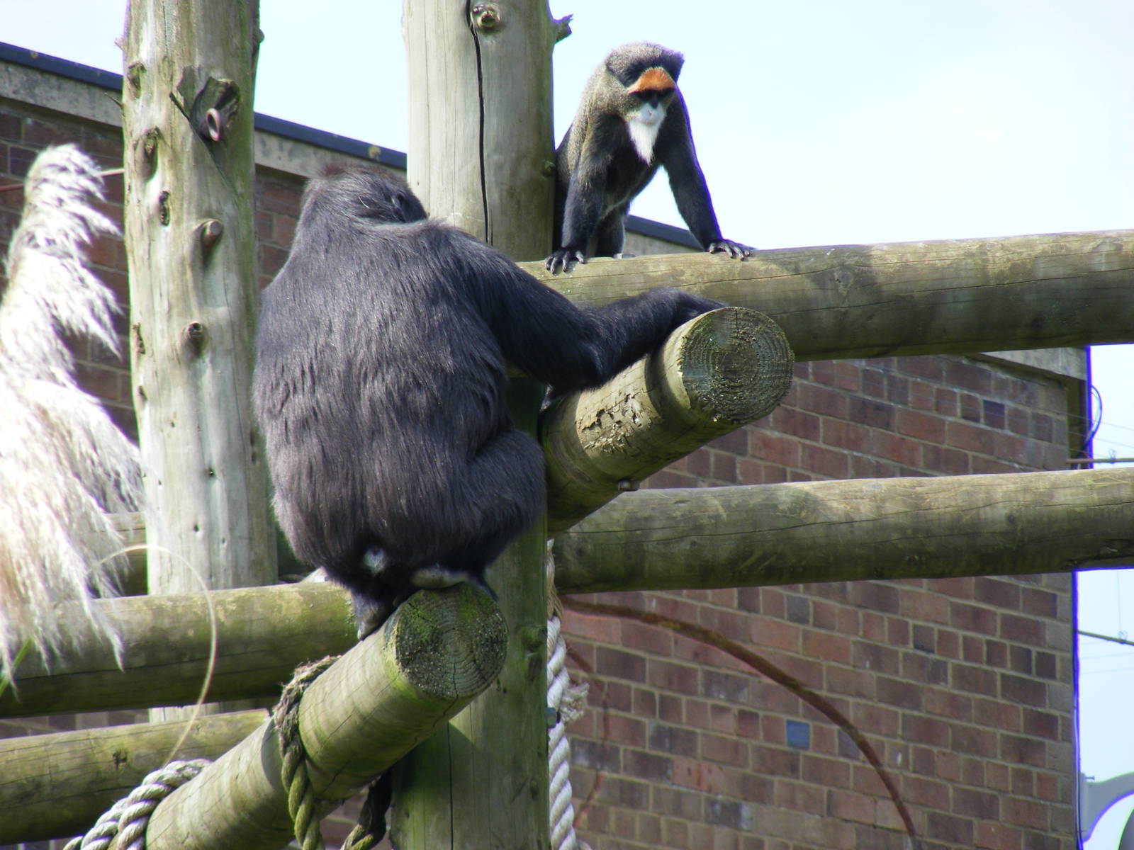 Namoki the Gorilla and JP the De Brazza's Monkey at Bristol Zoo, 12 April 2