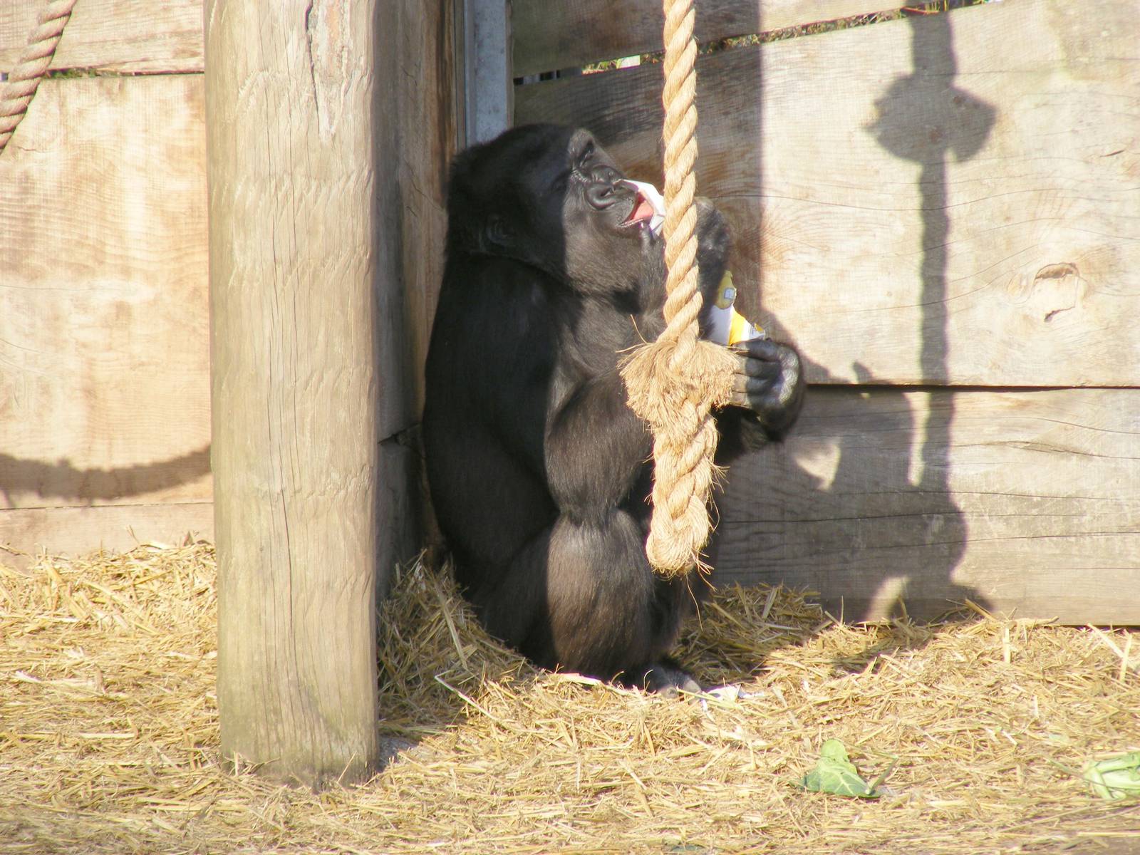 Namoki the gorilla at Bristol Zoo, 6 March 2011