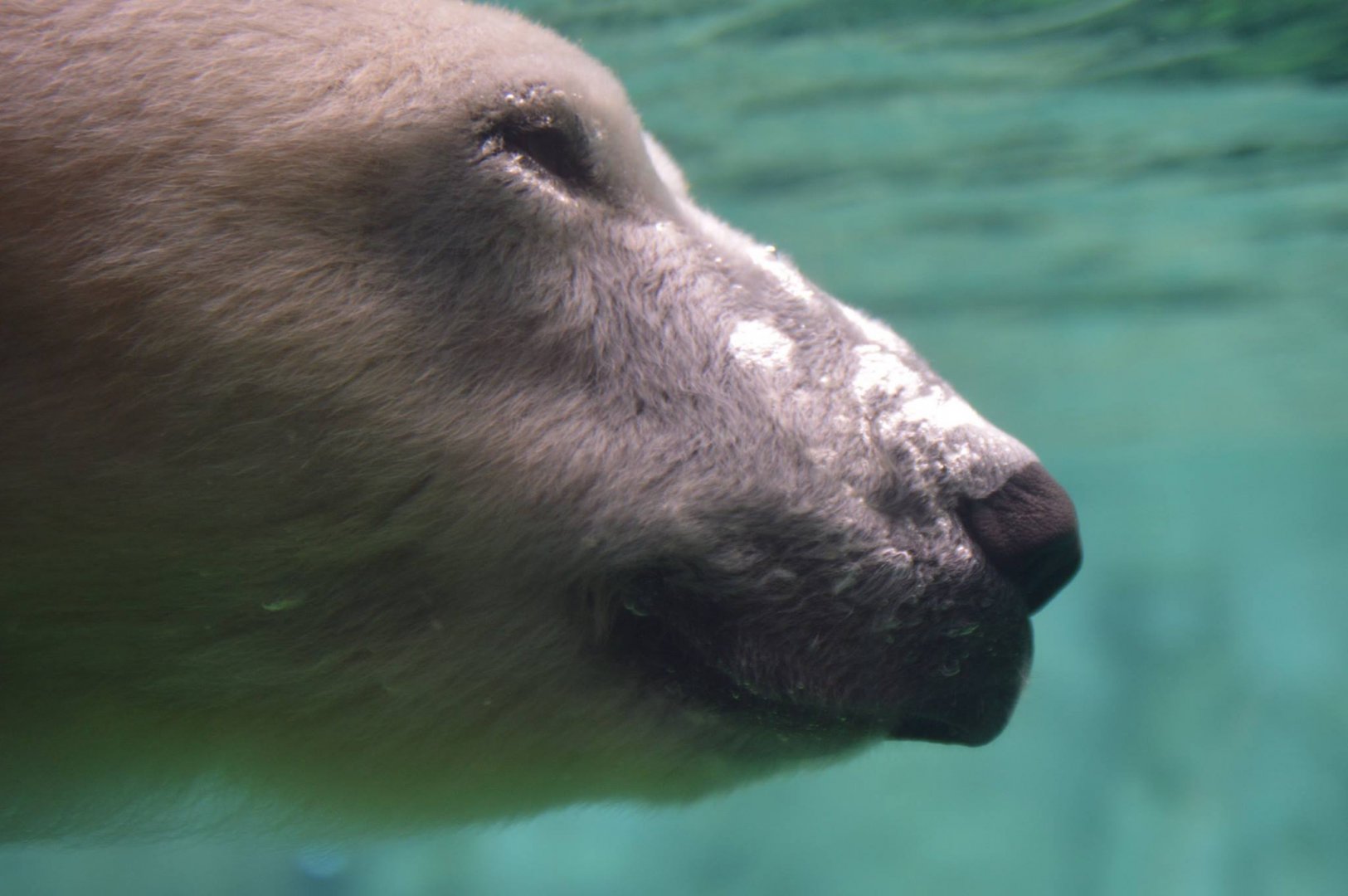 Nan goes for a swim, Ursus maritimus