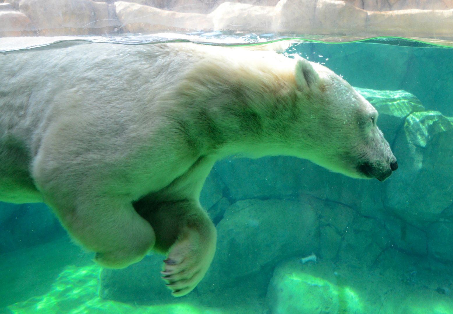 Nan swimming up by the glass