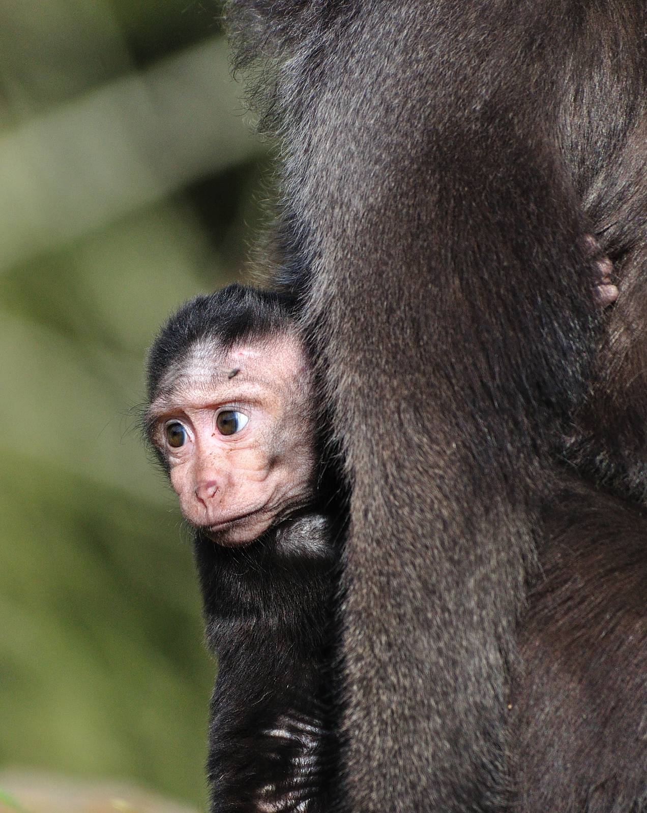 Nanas, the newest crested macaque baby!