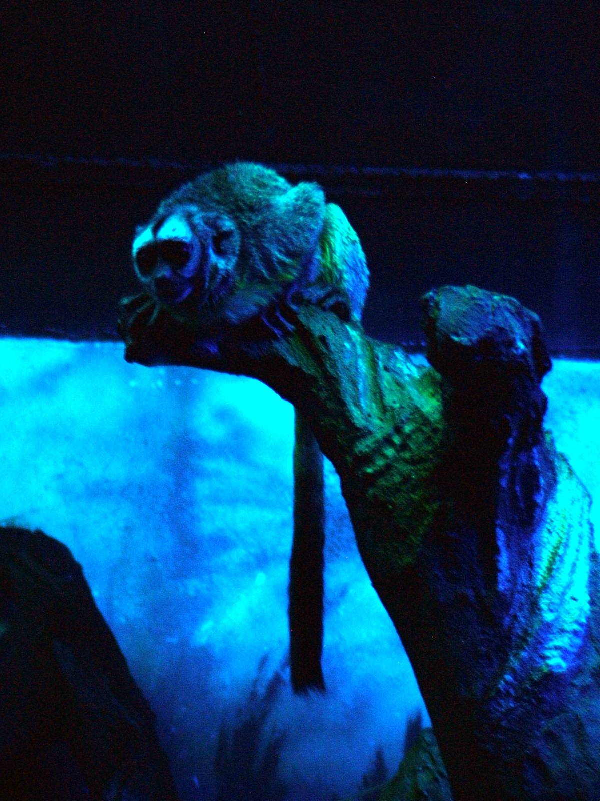 Nancy Ma's Douroucouli at Faunia, 27/05/11