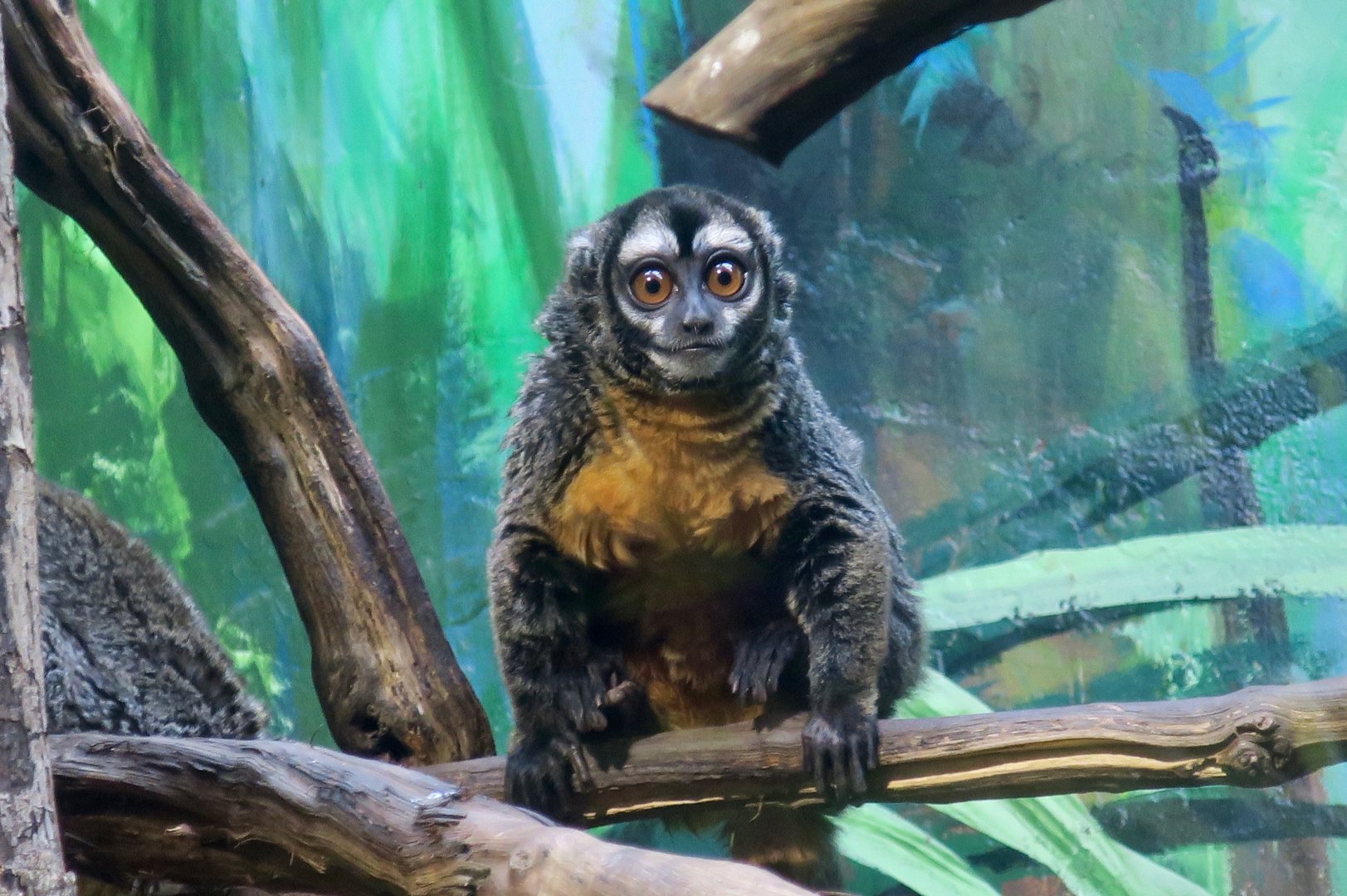 Nancy Ma's Night Monkey (Aotus nancymaae)