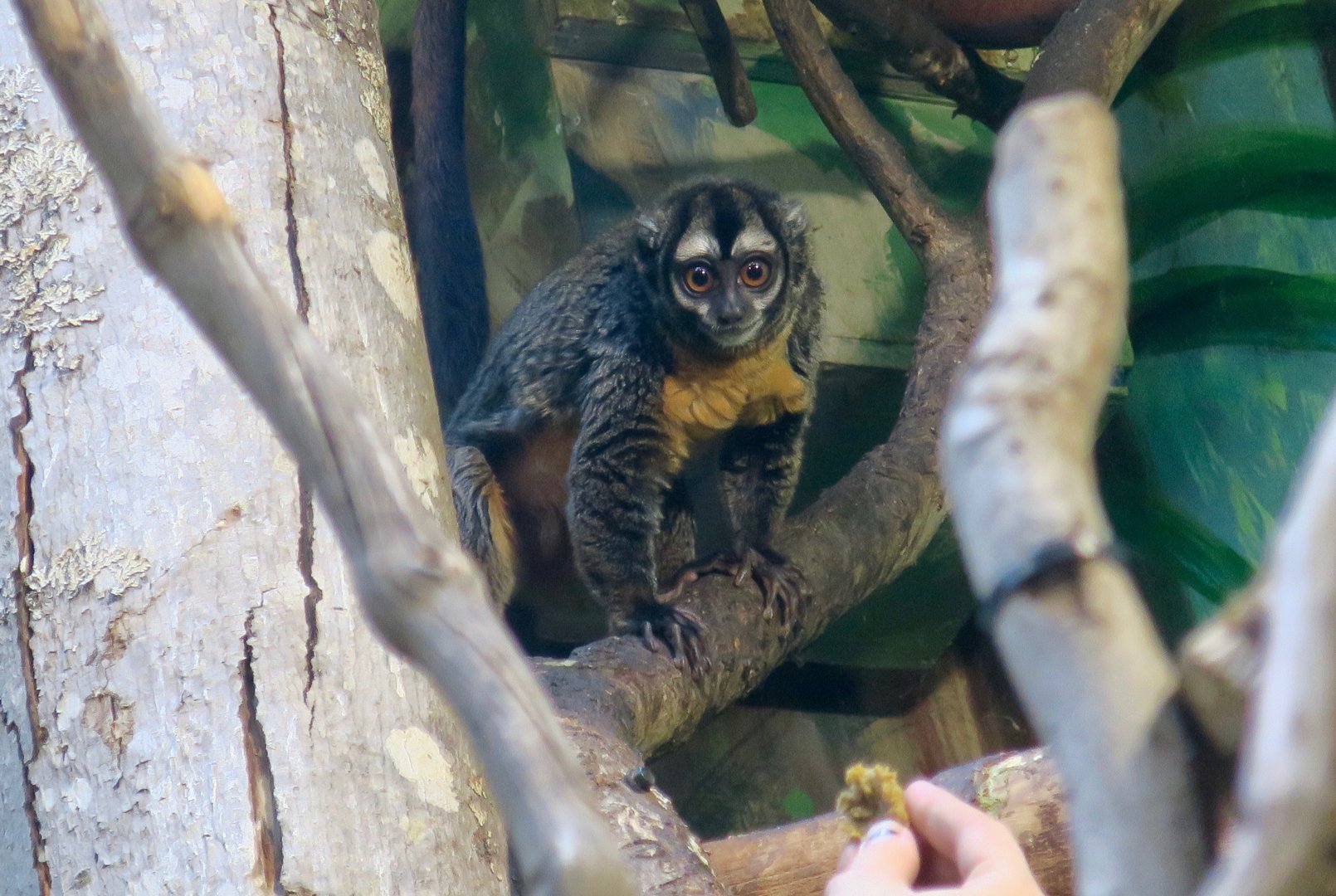 Nancy Ma's Night Monkey (Aotus nancymaae)