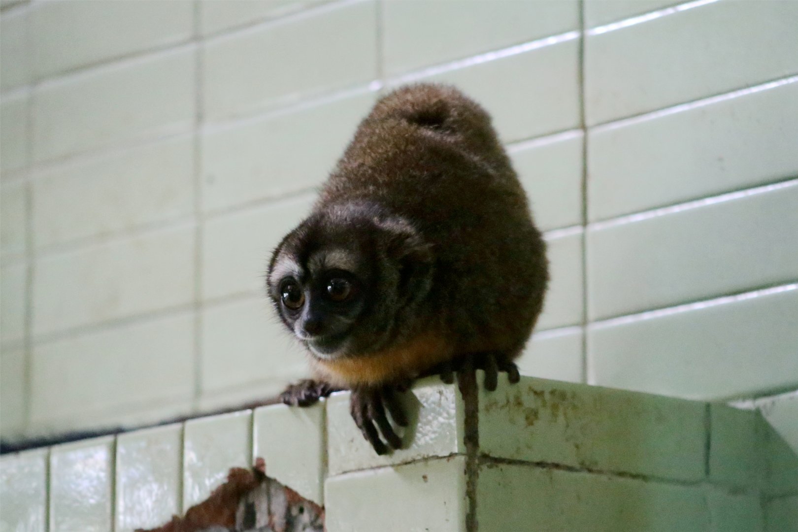 Nancy Ma's Night Monkey (Aotus nancymaae)