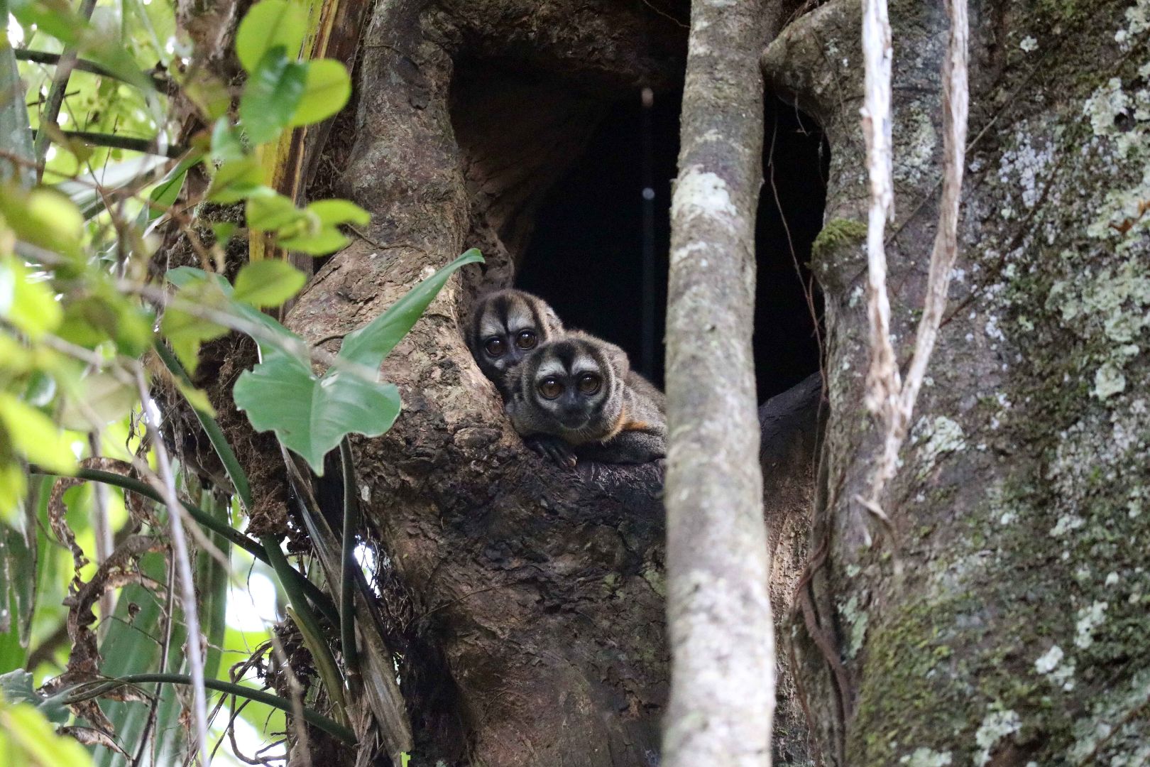 Nancy Ma's night monkey, Peruvian Amazon, May 2016