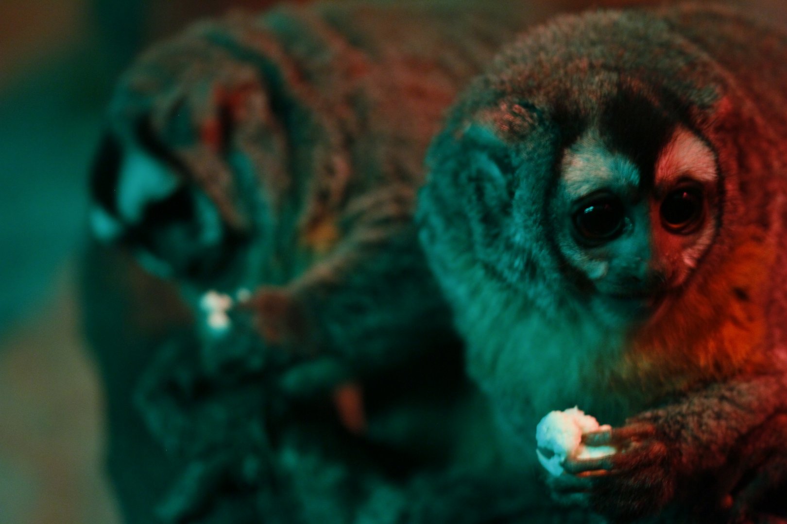 Nancy Ma's night monkey