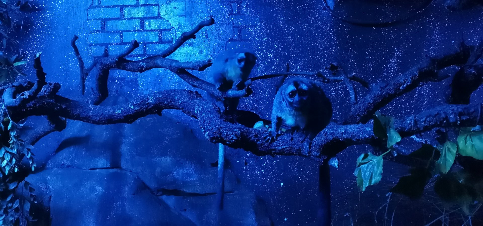 Nancy Ma's Night Monkey