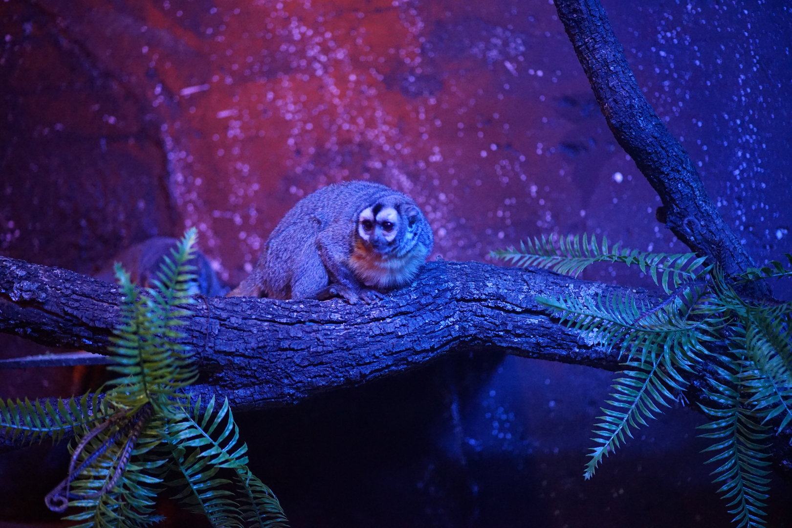 Nancy Ma's Night Monkey