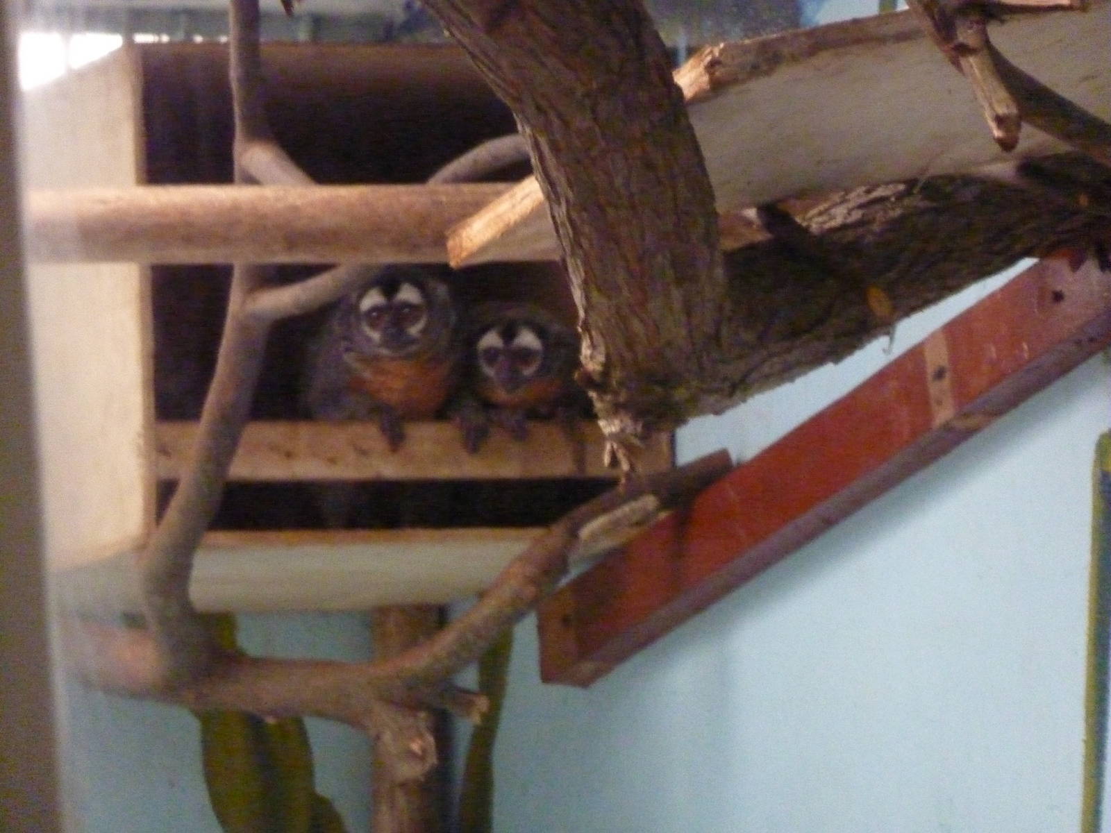 Nancy Ma's Night Monkeys