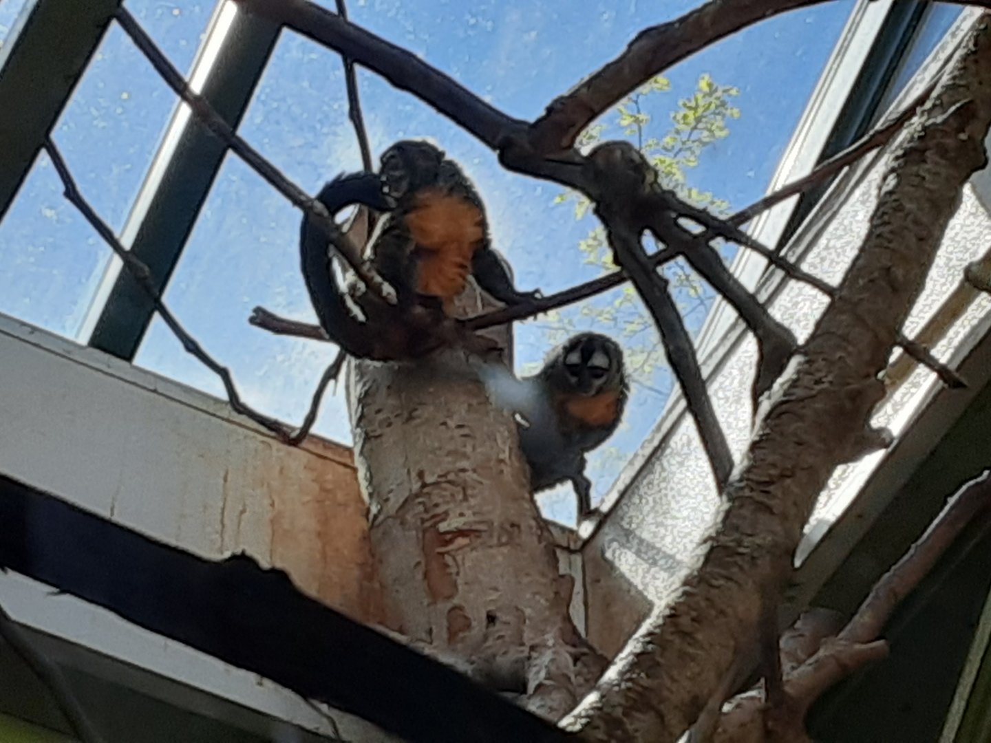 Nancy Ma's Night Monkeys