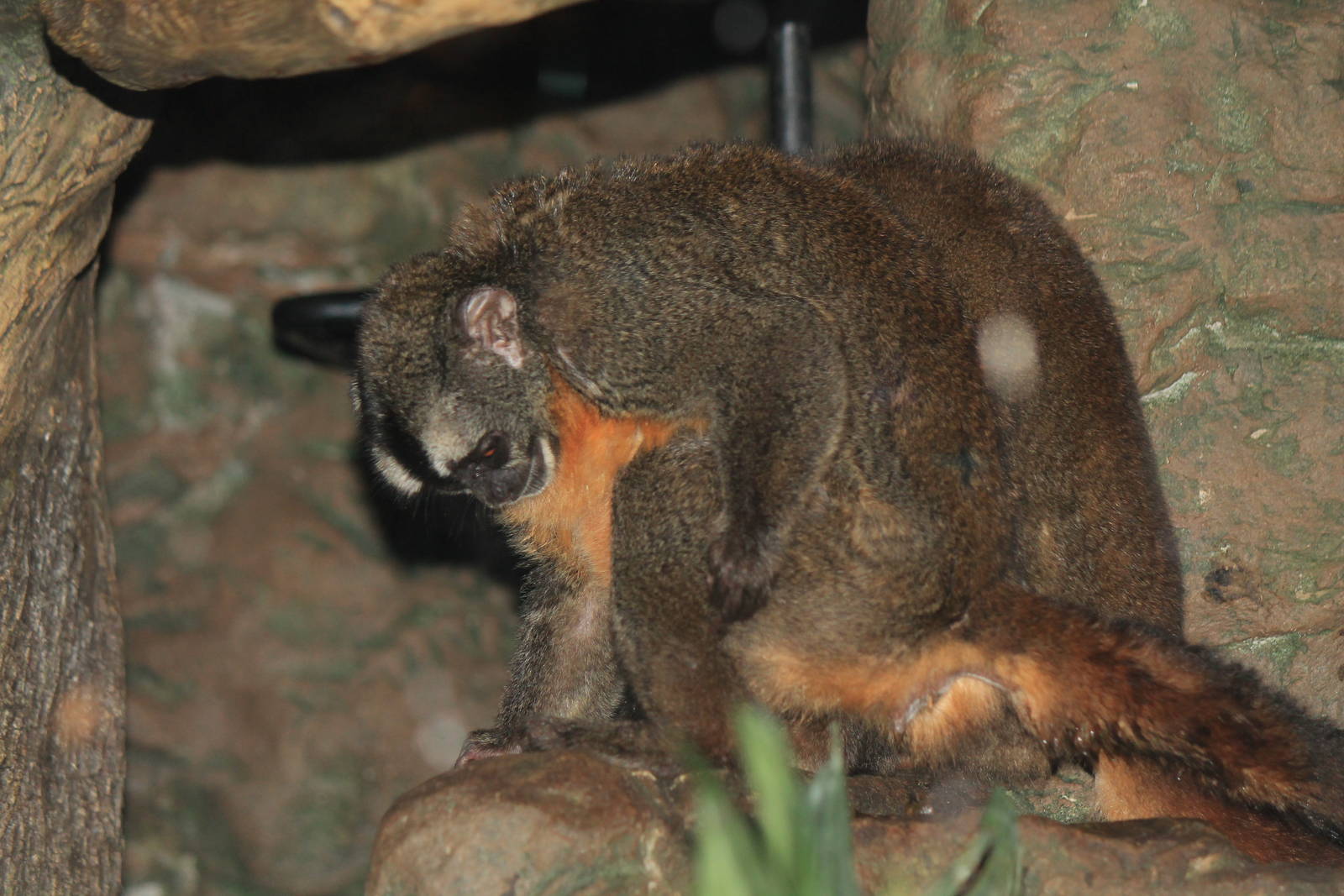 Nancy Ma's Owl Monkey