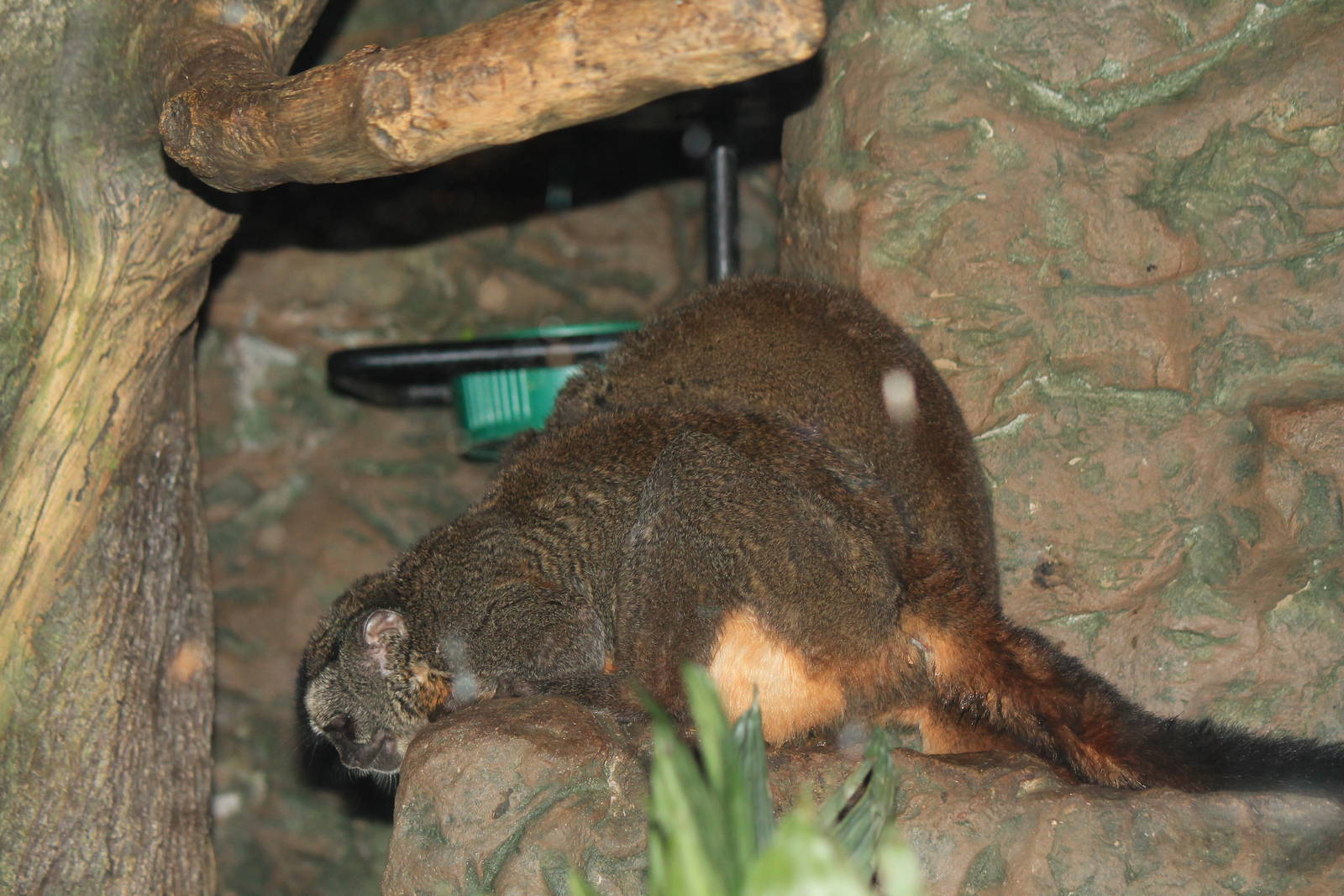 Nancy Ma's Owl Monkey