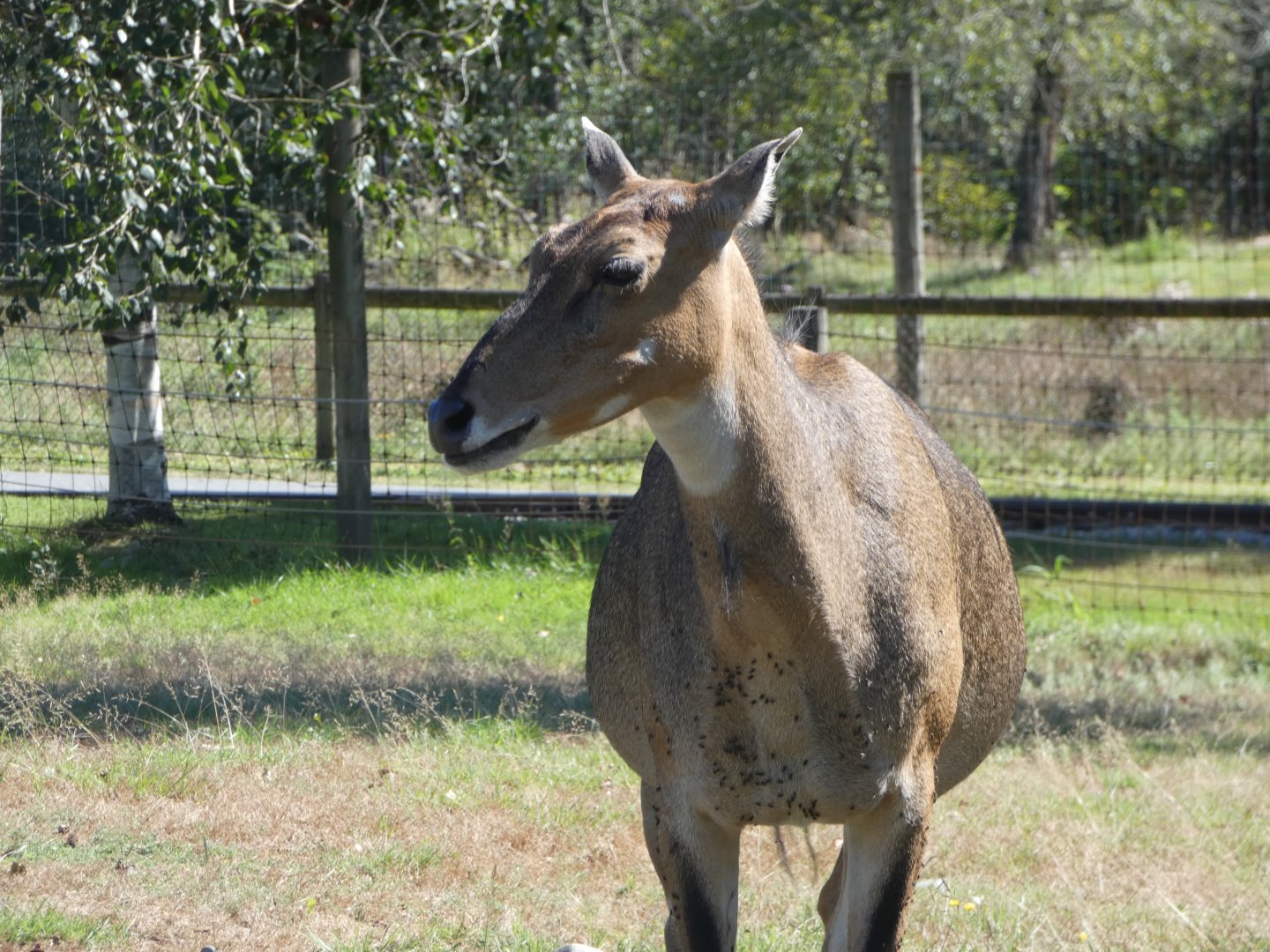 Nancy (Nilgai)