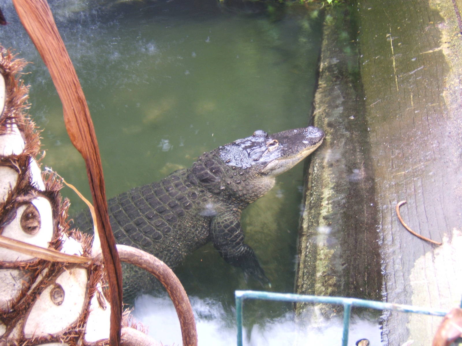 Nancy the American Alligator