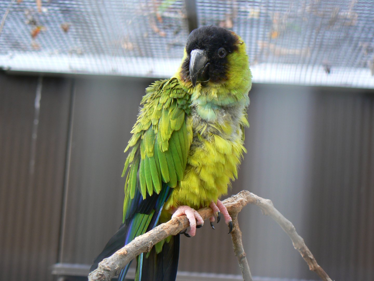 Nanday Conure - 25 October 2016, Askham Bryan Wildlife and Conservation Park