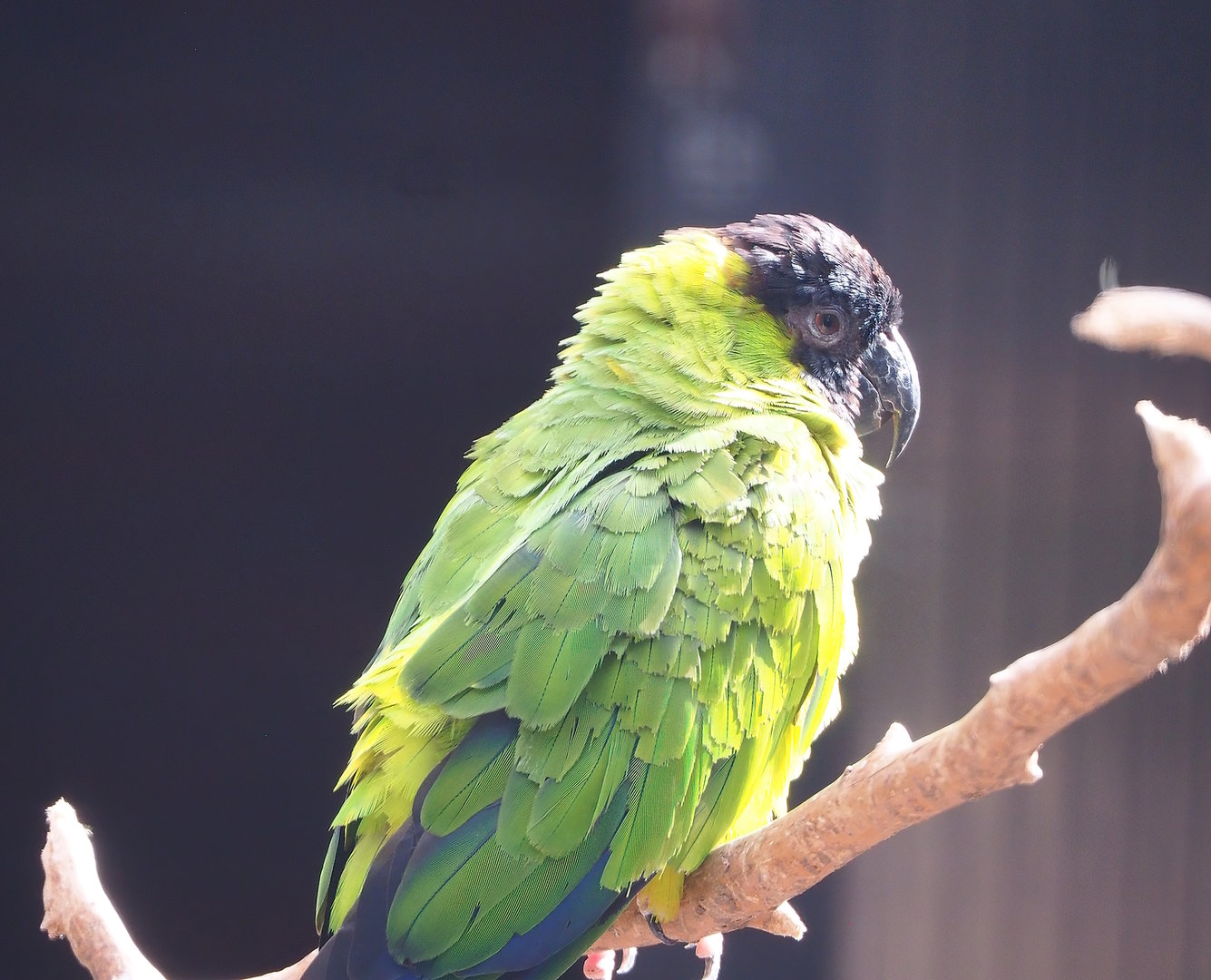 Nanday conure (Aratinga nenday), 2022-08-28