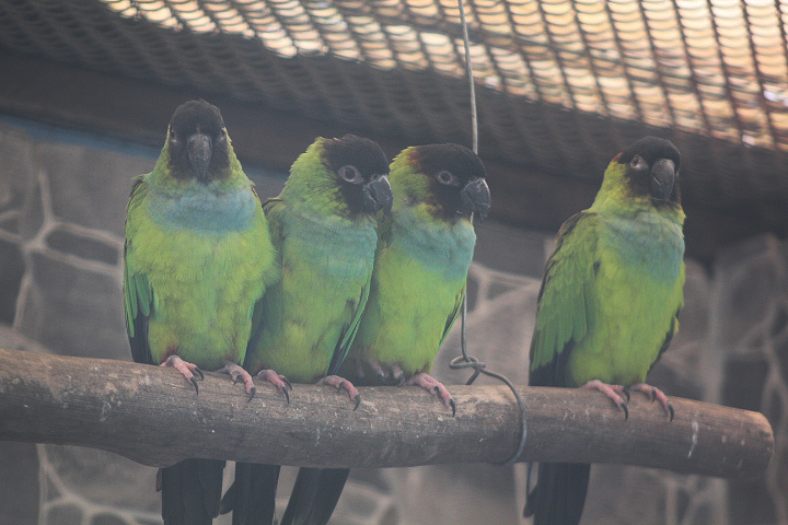 Nanday conure (Aratinga nenday)