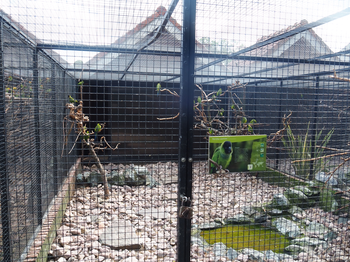 Nanday conure aviary, 2022-08-28