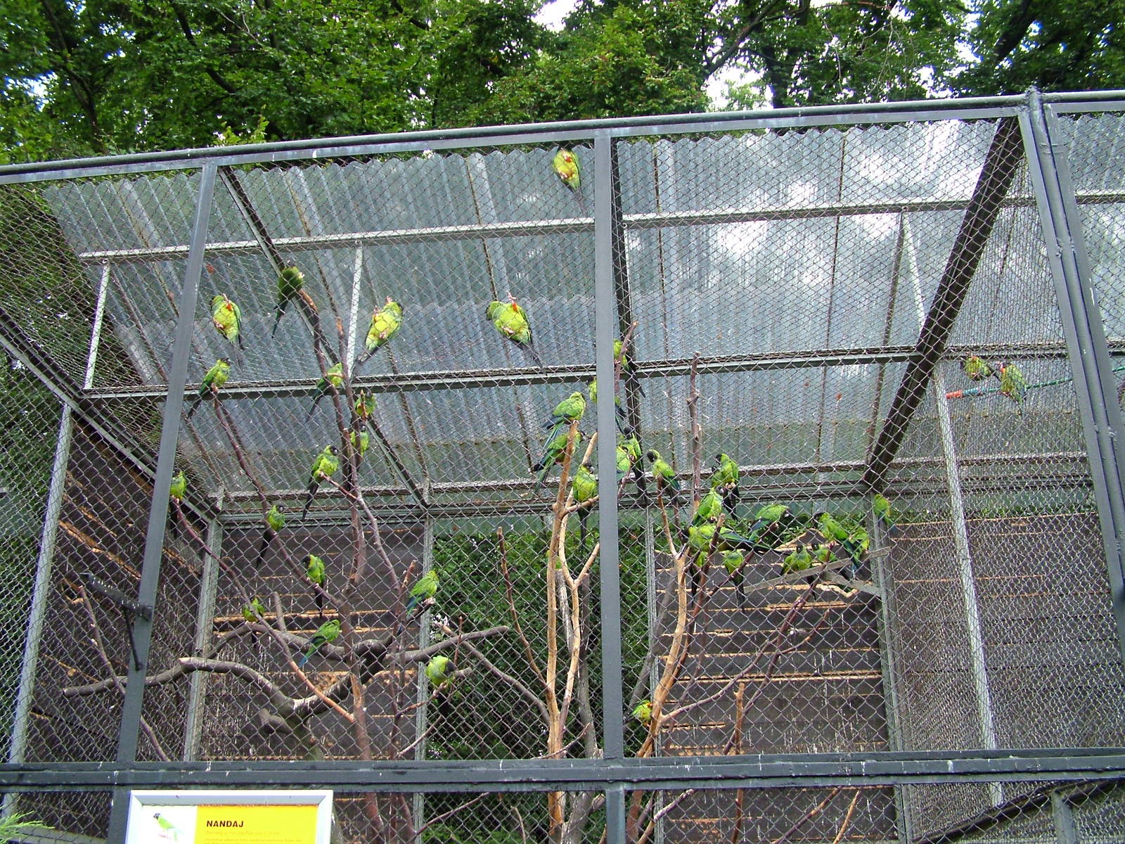 Nanday Conure flock at Krakow 08/09/2008