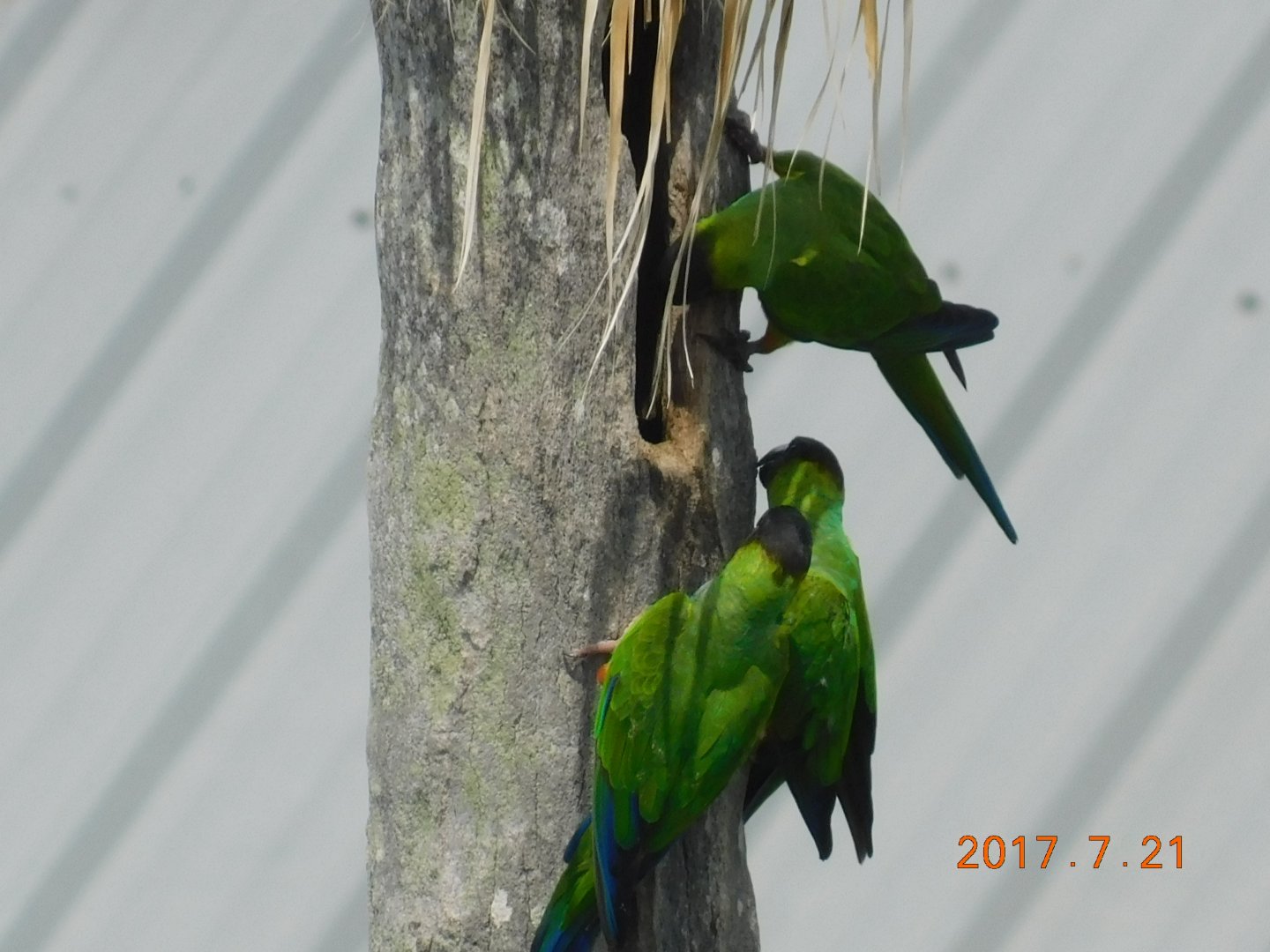 Nanday Conure-Madeira Beach