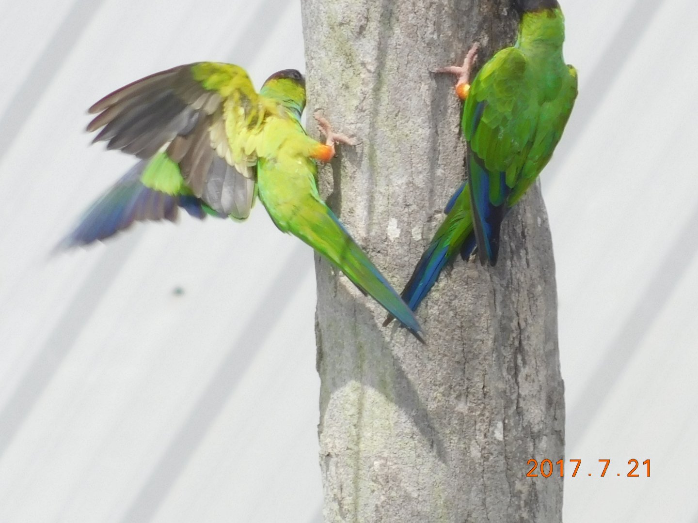 Nanday Conure-Madeira Beach