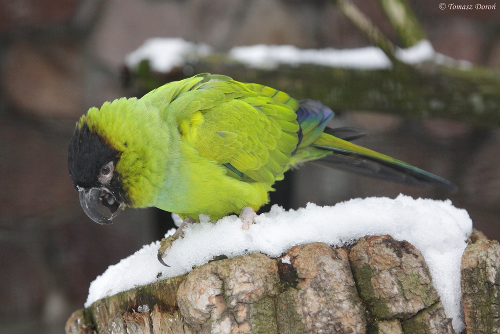 Nanday Conure (Nanadatus nenday)