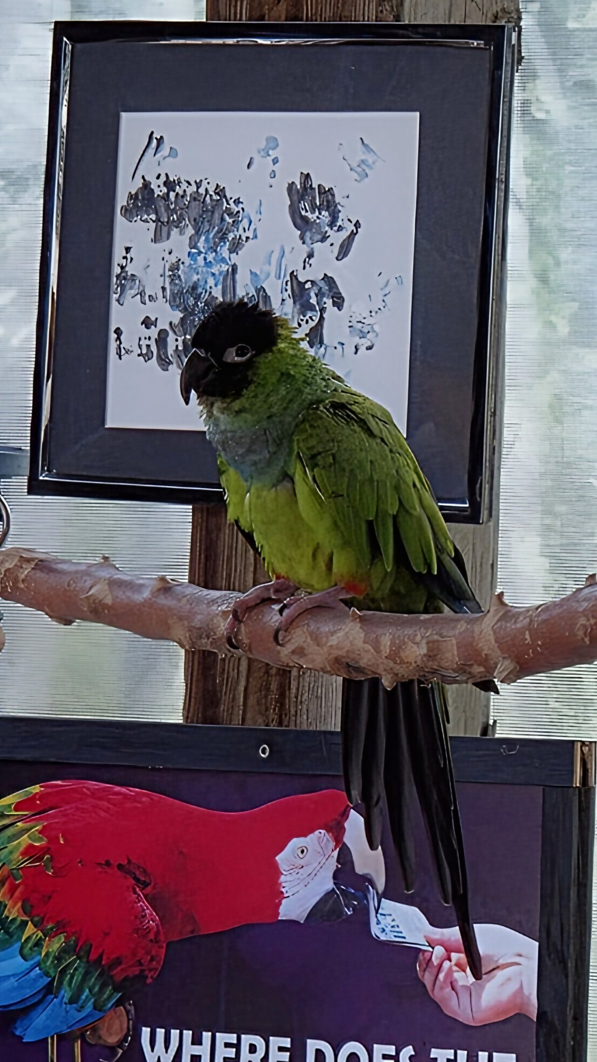 Nanday Conure - Reptile Gardens
