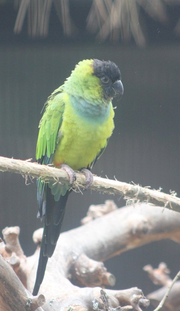 Nanday conure