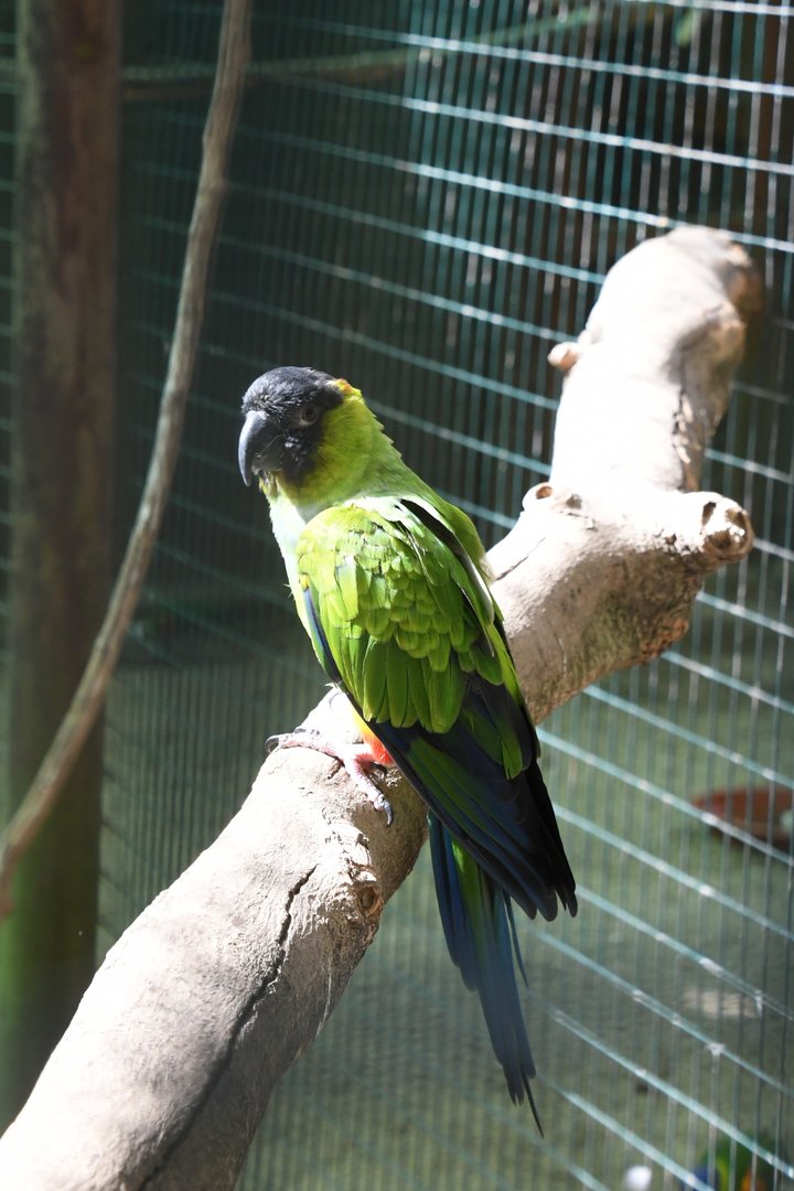 Nanday Conure