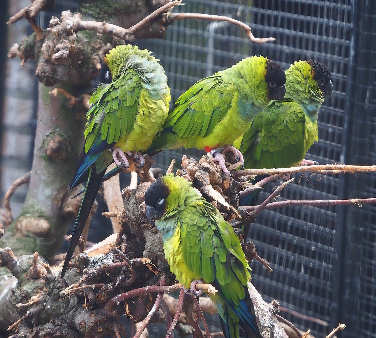 Nanday conures (Aratinga nenday), 2022-08-28