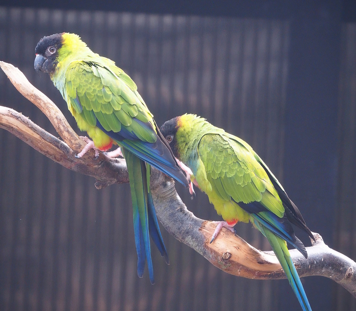 Nanday conures (Aratinga nenday), 2022-08-28