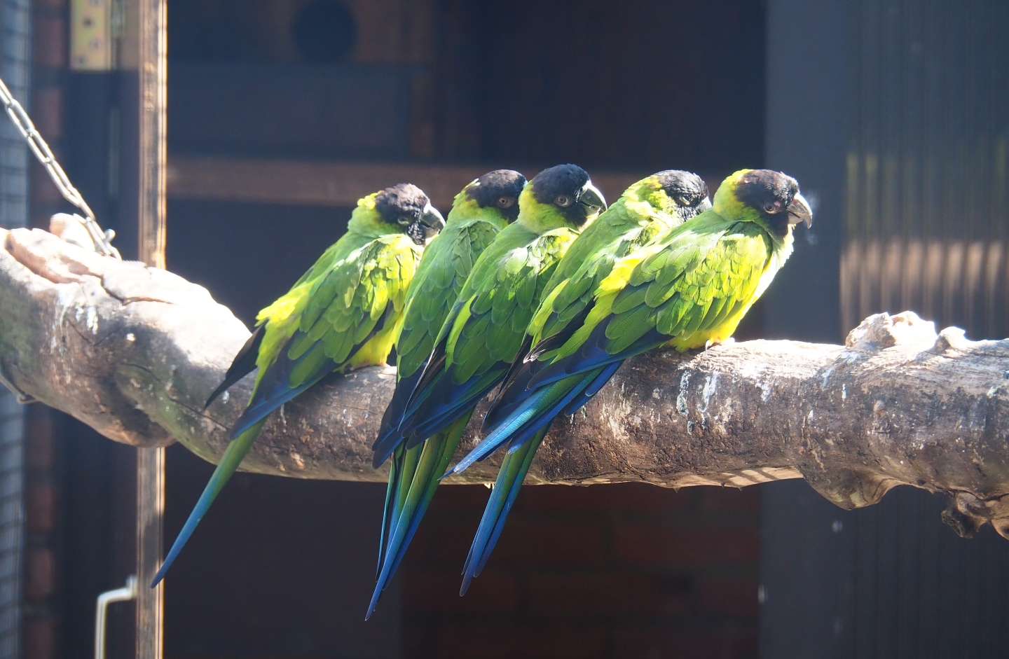 Nanday conures (Aratinga nenday), Sep 2nd, 2018
