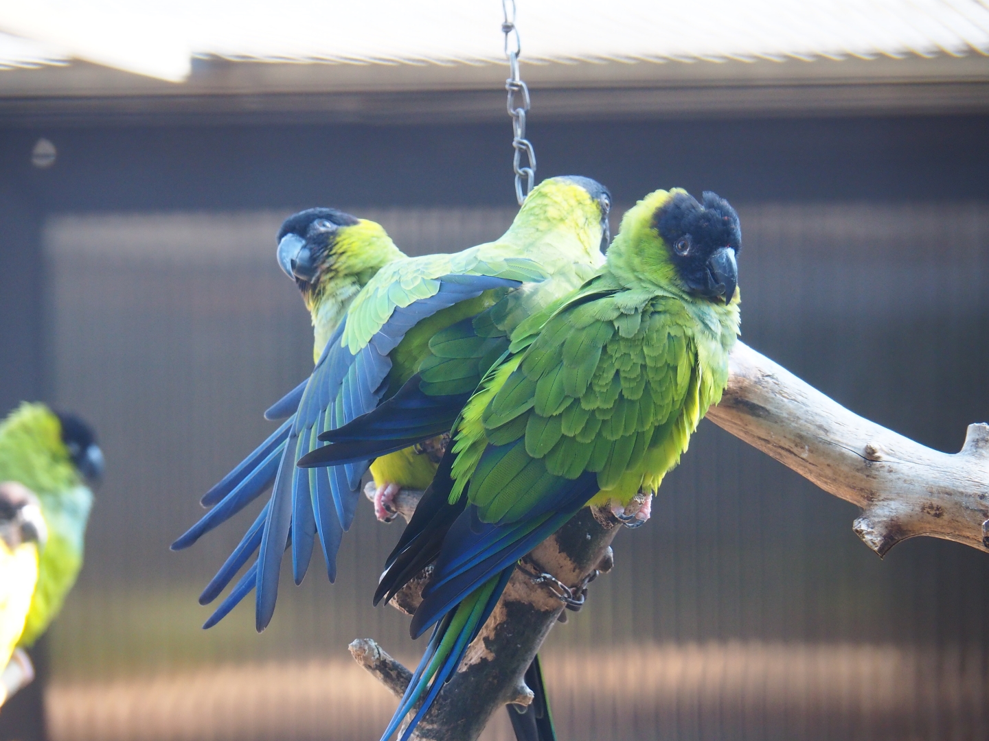 Nanday conures (Aratinga nenday), Sep 2nd, 2018