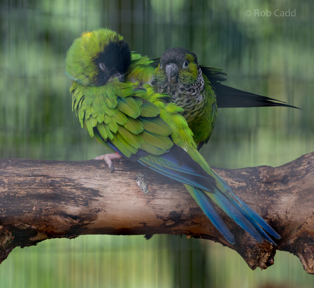 Nanday parakeet : Amazona Zoo : 28 Sep 2017