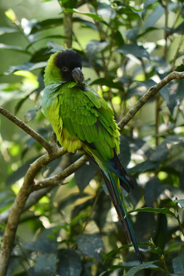 Nanday Parakeet Aratinga nenday