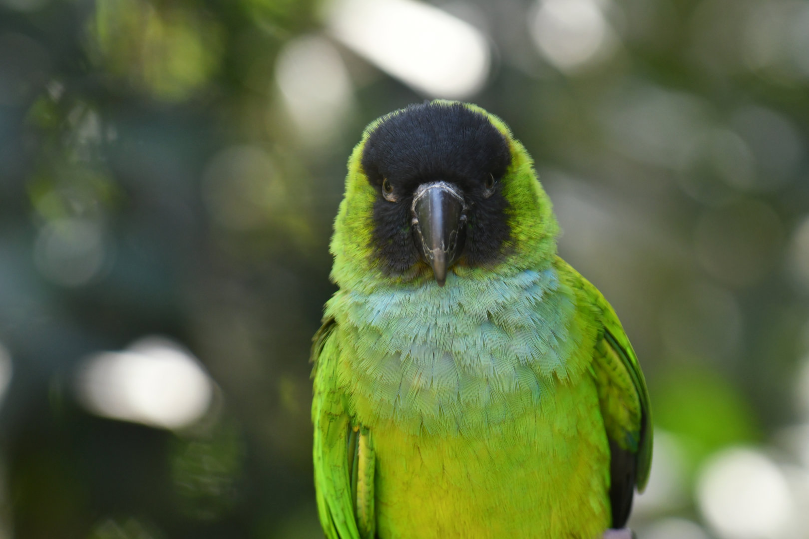 Nanday Parakeet Aratinga nenday